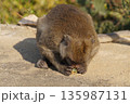Animals of Thailand.One gray macaque monkey eats a cactus flower. 135987131