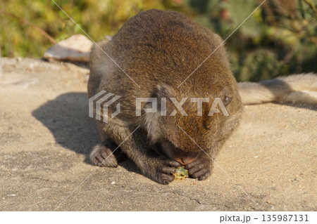Animals of Thailand.One gray macaque monkey eats a cactus flower. 135987131
