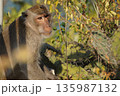 One gray macaque monkey eats a cactus flower.Animals of Thailand. 135987132