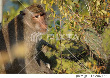 One gray macaque monkey eats a cactus flower.Animals of Thailand. 135987132