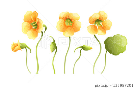 Yellow nasturtium floral elements set, 3 flowers, buds and green round leaves. Botanical vector collection for wedding invitations and garden design. Isolated on white background 135987201