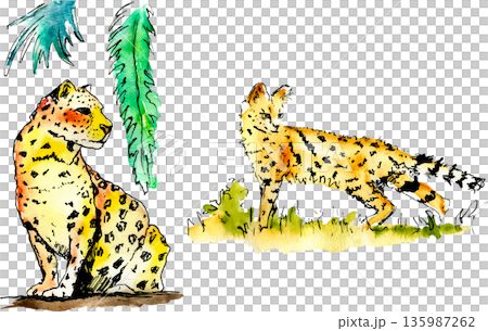 jaguar, vector, isolated 135987262