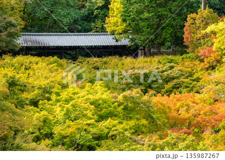 京都府　紅葉・新緑の東福寺　 135987267