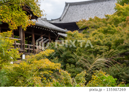 京都府　紅葉・新緑の東福寺　 135987269