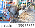 Animals of Thailand.One gray monkey, a macaque, sits on the pier. 135987277