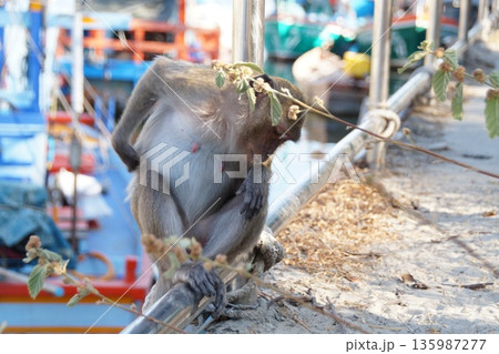 Animals of Thailand.One gray monkey, a macaque, sits on the pier. Animals of Thailand.One gray monkey, a macaque, sits on the pier. 135987277