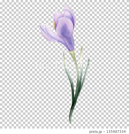 Crocus Spring Bulb Flower. Watercolor hand drawn floral illustration isolated on white background for Easter Woman's day design home textile fresh fabric print card cosmetic package porcelain crockery Crocus Spring Bulb Flower. Watercolor hand drawn floral illustration isolated on white background for Easter Woman's day design home textile fresh fabric print card cosmetic package porcelain crockery 135987334