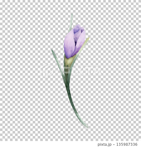 Crocus Spring Bulb Flower. Watercolor hand drawn floral illustration isolated on white background for Easter Woman's day design home textile fresh fabric print card cosmetic package porcelain crockery Crocus Spring Bulb Flower. Watercolor hand drawn floral illustration isolated on white background for Easter Woman's day design home textile fresh fabric print card cosmetic package porcelain crockery 135987336