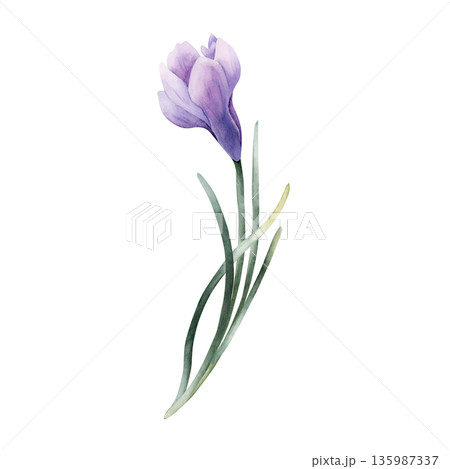 Crocus Spring Bulb Flower. Watercolor hand drawn floral illustration isolated on white background for Easter Woman's day design home textile fresh fabric print card cosmetic package porcelain crockery 135987337