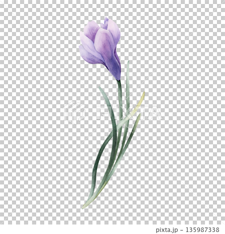 Crocus Spring Bulb Flower. Watercolor hand drawn floral illustration isolated on white background for Easter Woman's day design home textile fresh fabric print card cosmetic package porcelain crockery 135987338