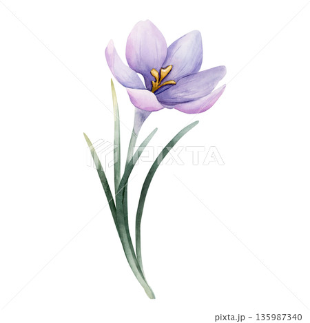 Crocus Spring Bulb Flower. Watercolor hand drawn floral illustration isolated on white background for Easter Woman's day design home textile fresh fabric print card cosmetic package porcelain crockery 135987340