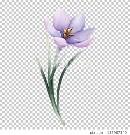 Crocus Spring Bulb Flower. Watercolor hand drawn floral illustration isolated on white background for Easter Woman's day design home textile fresh fabric print card cosmetic package porcelain crockery 135987340