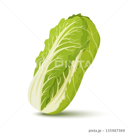 Chinese cabbage. Fresh Chinese cabbage. Healthy food. Organic ingredient for vegetarian salad. Flat vector for promo poster of grocery store Chinese cabbage. Fresh Chinese cabbage. Healthy food. Organic ingredient for vegetarian salad. Flat vector for promo poster of grocery store 135987369