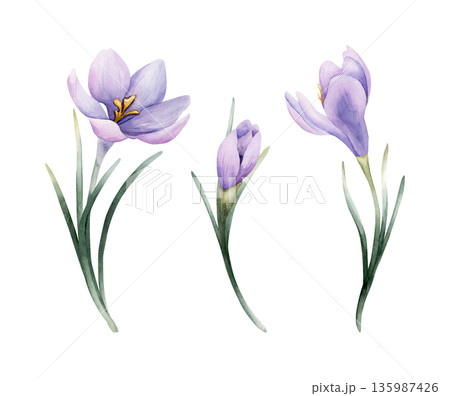 Crocus Spring Bulb Flower Set. Watercolor hand drawn floral illustration isolated on white background Easter Woman's day design home textile fresh fabric print card cosmetic package porcelain crockery Crocus Spring Bulb Flower Set. Watercolor hand drawn floral illustration isolated on white background Easter Woman's day design home textile fresh fabric print card cosmetic package porcelain crockery 135987426