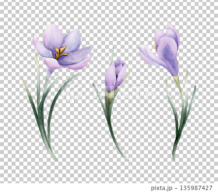 Crocus Spring Bulb Flower Set. Watercolor hand drawn floral illustration isolated on white background Easter Woman's day design home textile fresh fabric print card cosmetic package porcelain crockery Crocus Spring Bulb Flower Set. Watercolor hand drawn floral illustration isolated on white background Easter Woman's day design home textile fresh fabric print card cosmetic package porcelain crockery 135987427