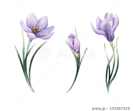 Crocus Spring Bulb Flower Set. Watercolor hand drawn floral illustration isolated on white background Easter Woman's day design home textile fresh fabric print card cosmetic package porcelain crockery 135987429