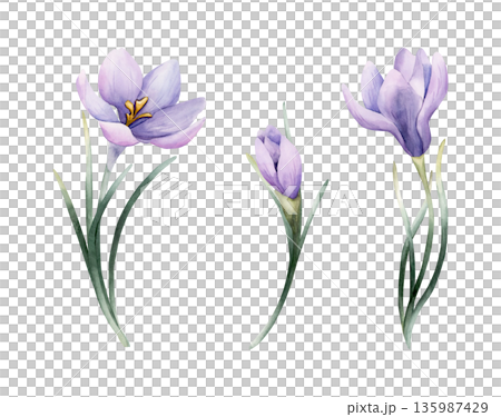 Crocus Spring Bulb Flower Set. Watercolor hand drawn floral illustration isolated on white background Easter Woman's day design home textile fresh fabric print card cosmetic package porcelain crockery 135987429