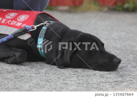 補助犬 135987664