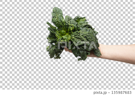 a head of fresh spinach a head of fresh spinach 135987683