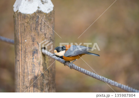 杭にとまるヤマガラ 杭にとまるヤマガラ 135987804