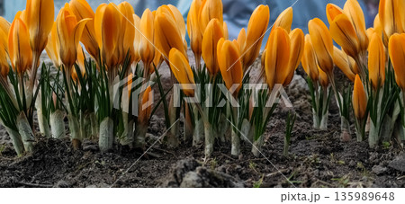 Close up of yellow tulips blooming in the garden. Spring High quality photo Close up of yellow tulips blooming in the garden. Spring High quality photo 135989648