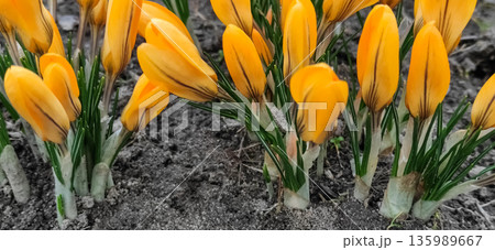 Close up of yellow tulips blooming in the garden. Spring High quality photo 135989667