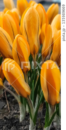 Close up of yellow tulips blooming in the garden. Spring High quality photo 135989669