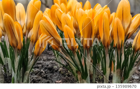 Close up of yellow tulips blooming in the garden. Spring High quality photo Close up of yellow tulips blooming in the garden. Spring High quality photo 135989670