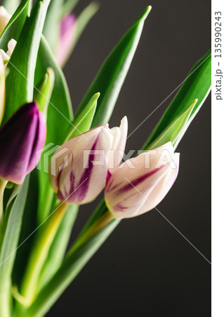 Spring floral background. Fresh tulips flowers bouquet. Dark moody. Mother's day. Macro photography Spring floral background. Fresh tulips flowers bouquet. Dark moody. Mother's day. Macro photography 135990243