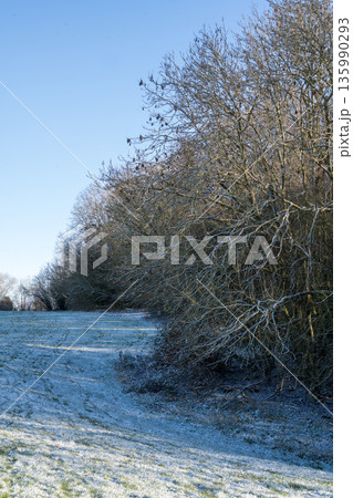 Winter holiday background. Trees in the park against sun and blue sky. First snow 135990293