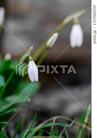 Spring flower background. Winter. Tiny first snowdrop white flower macro photo Spring flower background. Winter. Tiny first snowdrop white flower macro photo 135990295