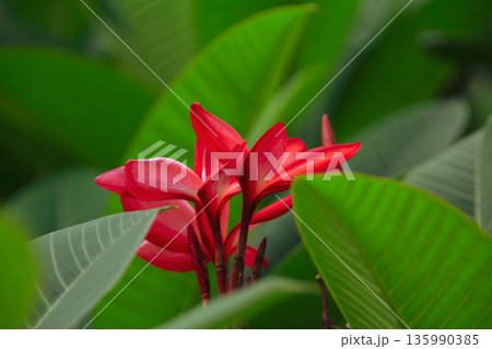 Close-up of the red frangipani in the rural. Wild red flowers in the garden. Flower and plant. Close-up of the red frangipani in the rural. Wild red flowers in the garden. Flower and plant. 135990385