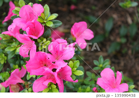 Close-up of Rhododendron simsii in the garden. Red wild flowers in the rural. Flower and plant. 135990438