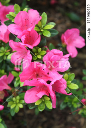 Close-up of Rhododendron simsii in the garden. Red wild flowers in the rural. Flower and plant. 135990439