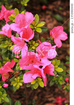 Close-up of Rhododendron simsii in the garden. Red wild flowers in the rural. Flower and plant. Close-up of Rhododendron simsii in the garden. Red wild flowers in the rural. Flower and plant. 135990440