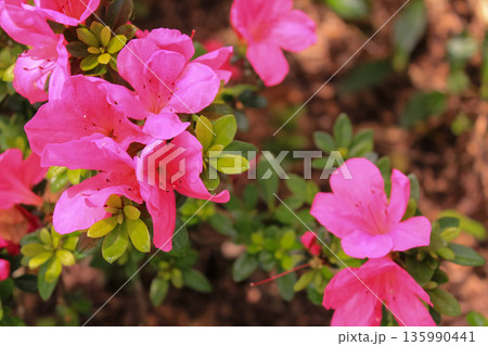 Close-up of Rhododendron simsii in the garden. Red wild flowers in the rural. Flower and plant. 135990441