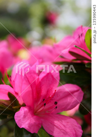 Close-up of Rhododendron simsii in the garden. Red wild flowers in the rural. Flower and plant. 135990443