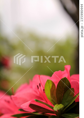 Close-up of Rhododendron simsii in the garden. Red wild flowers in the rural. Flower and plant. 135990444