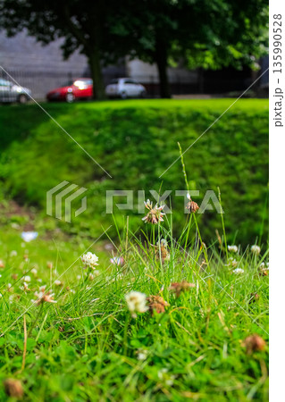 Close-up of the white clover flowers in the field on day time. Flower and plant. Close-up of the white clover flowers in the field on day time. Flower and plant. 135990528
