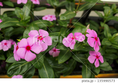 Catharanthus roseus in the street and in the city. Wild pink flowers planted in the city for greenery. Flower and plant. Catharanthus roseus in the street and in the city. Wild pink flowers planted in the city for greenery. Flower and plant. 135990573