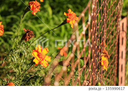Close-up of Marigold Tagetes in the garden with the fence. Wild orange flowers with sunlight. Flower and plant. 135990617