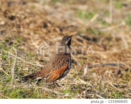 ツグミ ツグミ 135990695