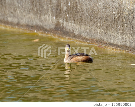 カイツブリ 135990802