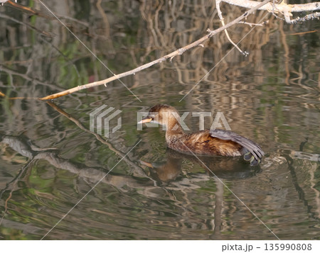 カイツブリ 135990808