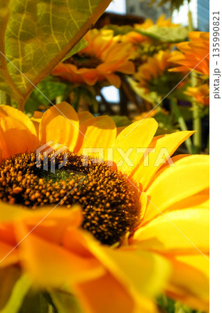 Close-up of artificial sunflower in the outdoors with sunlight. Artificial sunflower for decoration. 135990821