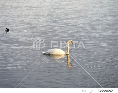 島根県の宍道湖の静かな湖畔を泳ぐ白鳥 島根県の宍道湖の静かな湖畔を泳ぐ白鳥 135990921