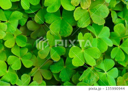 カタバミ　葉　雑草　 135990944