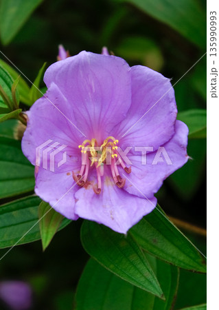The close-up of a common Melastoma, Melastoma malabathricum with green leaves background The close-up of a common Melastoma, Melastoma malabathricum with green leaves background 135990993