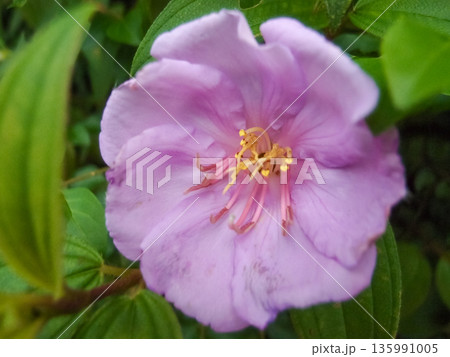 The close-up of a common Melastoma, Melastoma malabathricum with green leaves background The close-up of a common Melastoma, Melastoma malabathricum with green leaves background 135991005