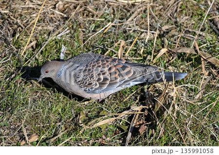 キジバト 135991058